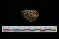 藏品(粗紋蜑螺)的圖片